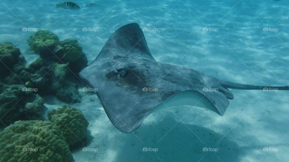 Sting ray in lagoon - Moorea