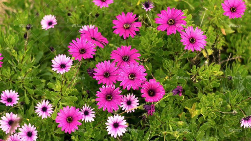 Beautiful colorful flowers