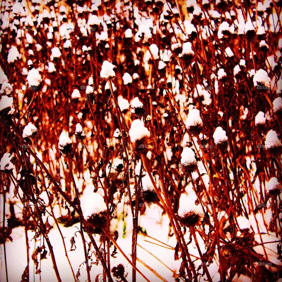 Snow buds 