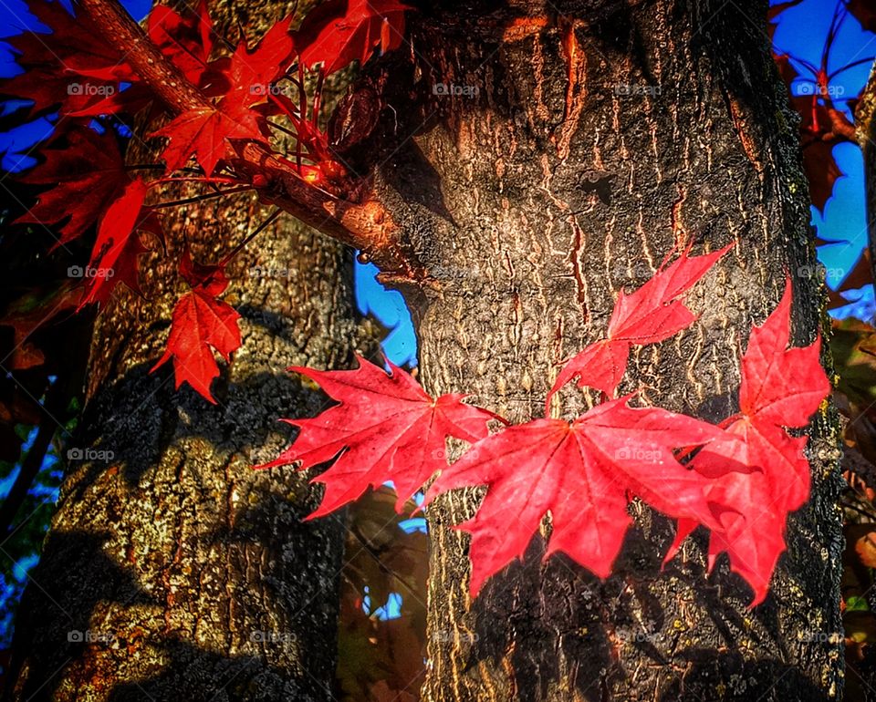 Maple leaves in afternoon sun