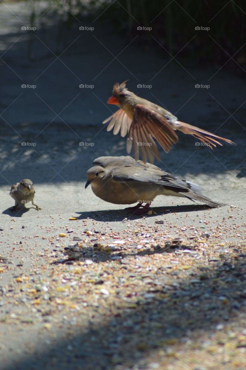 Cardinal and Mourning Dove