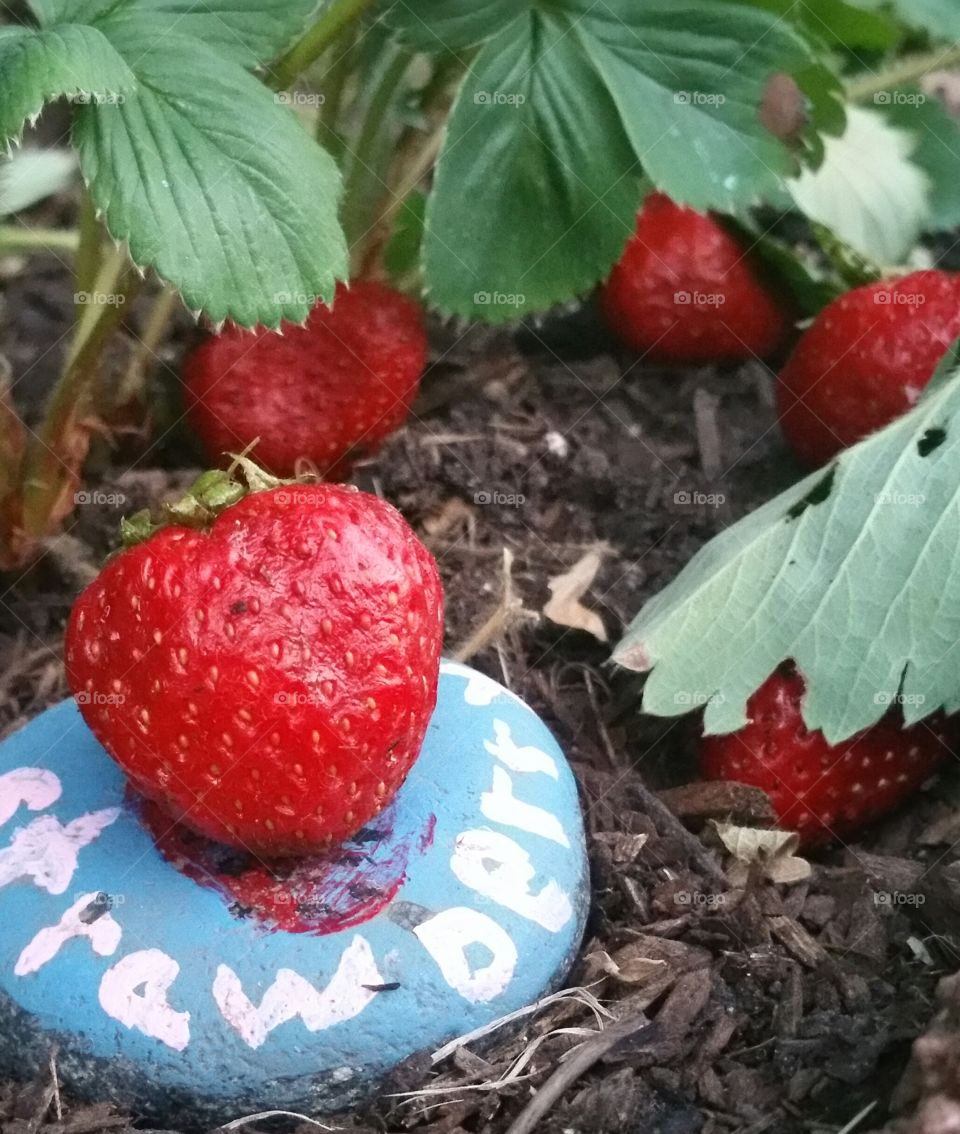 Strawberry Forever