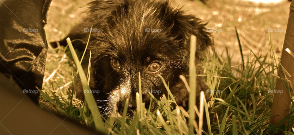 Animal, Grass, Portrait, Mammal, Nature