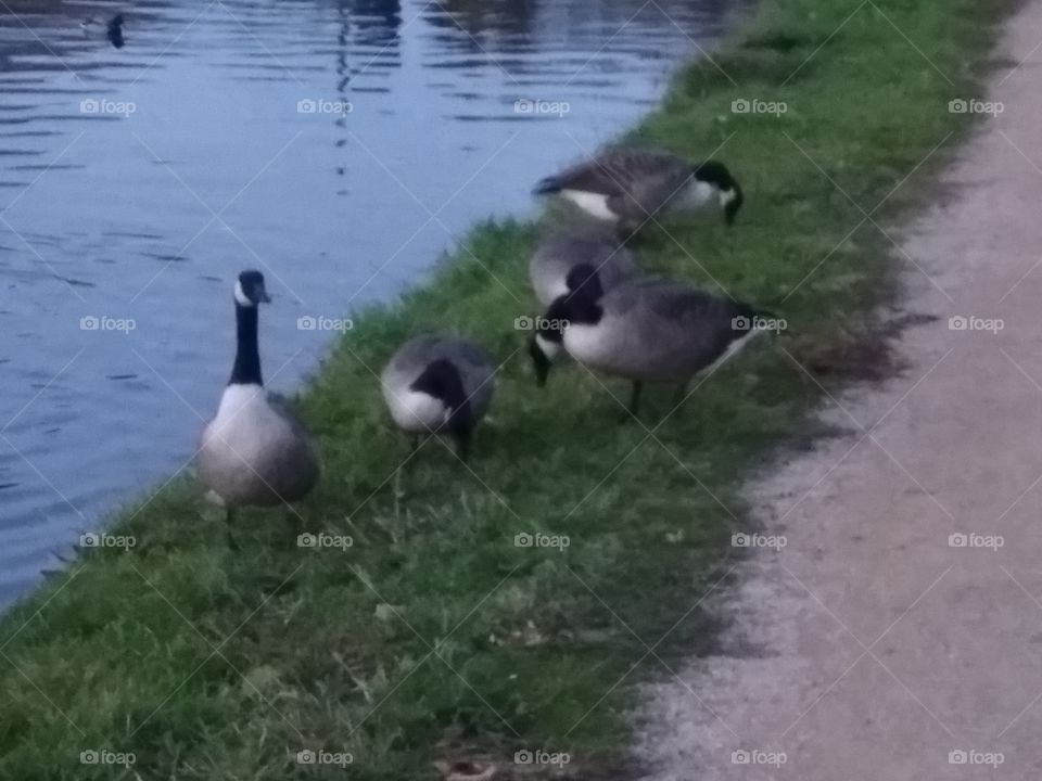Group of Geese, Broxbourne, United Kingdom