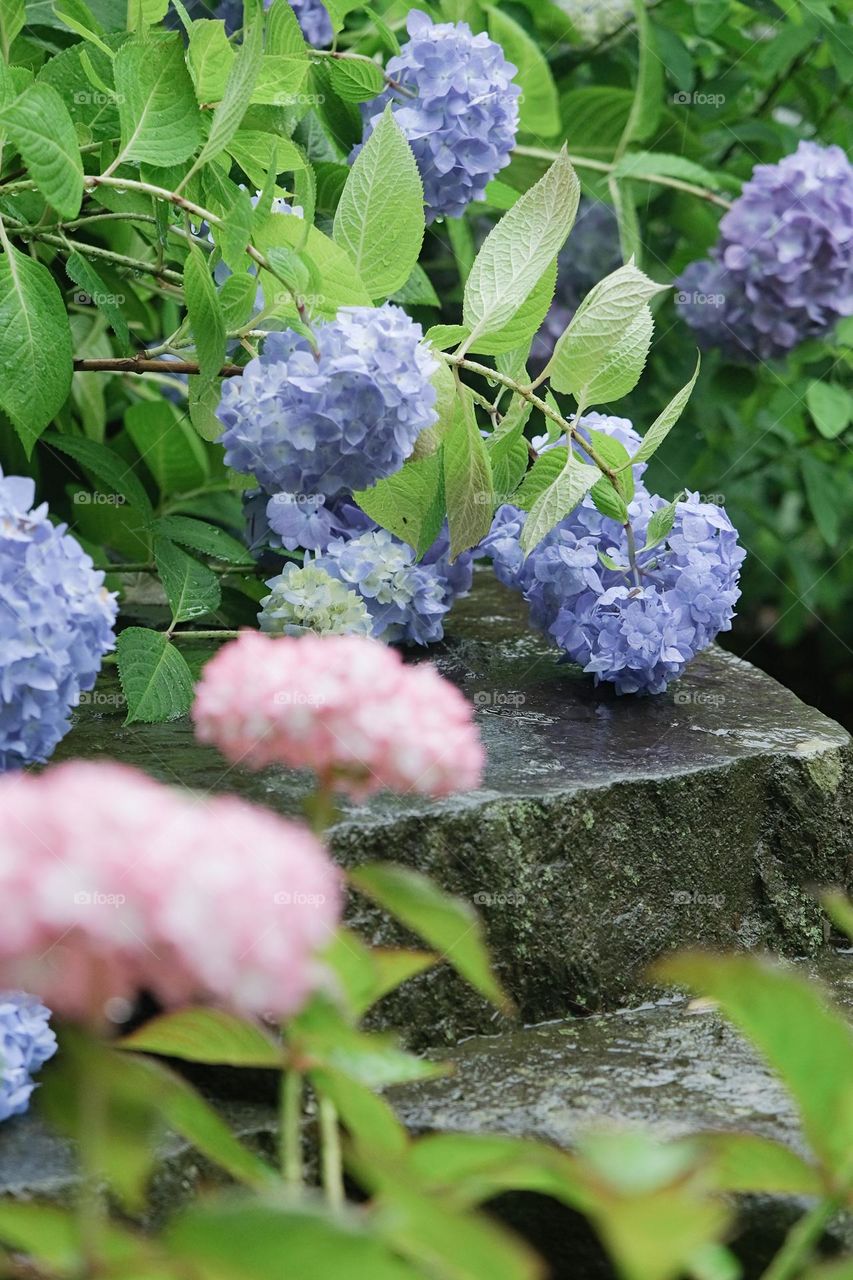 hydrangea