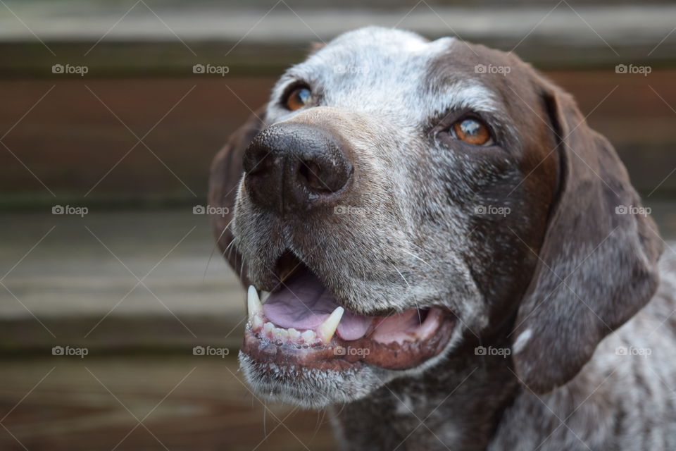 German Shorthaired pointer