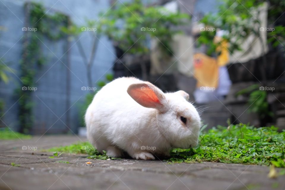 cute rabbit