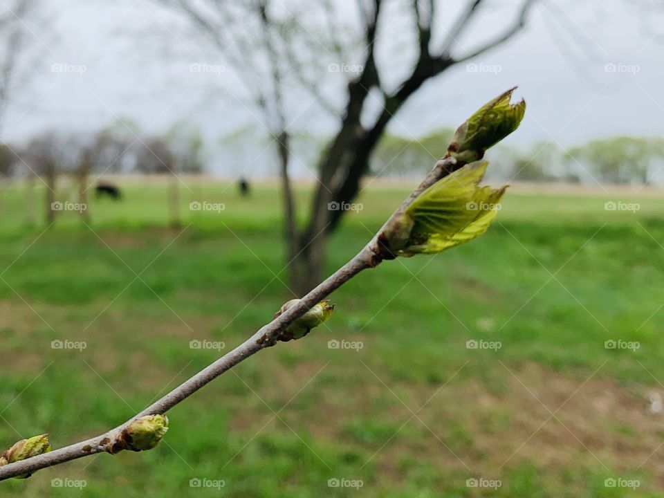 New leaves budding on a tree branch in early spring against a blurred rural background with cattle grazing