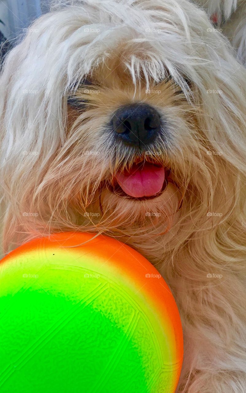 Dog with his neon ball