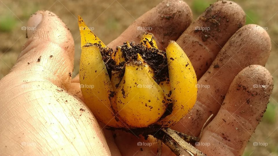 Food, No Person, Wood, Root, Nature