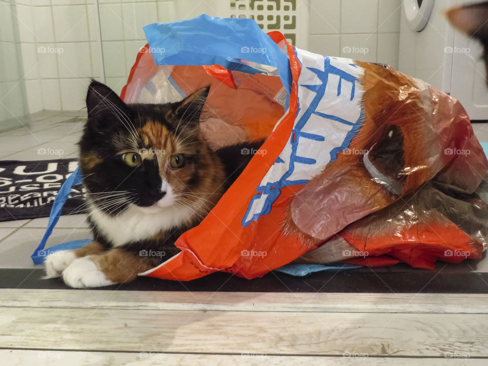 Cat in a bag