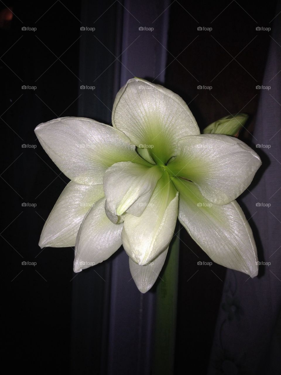 Amaryllis 