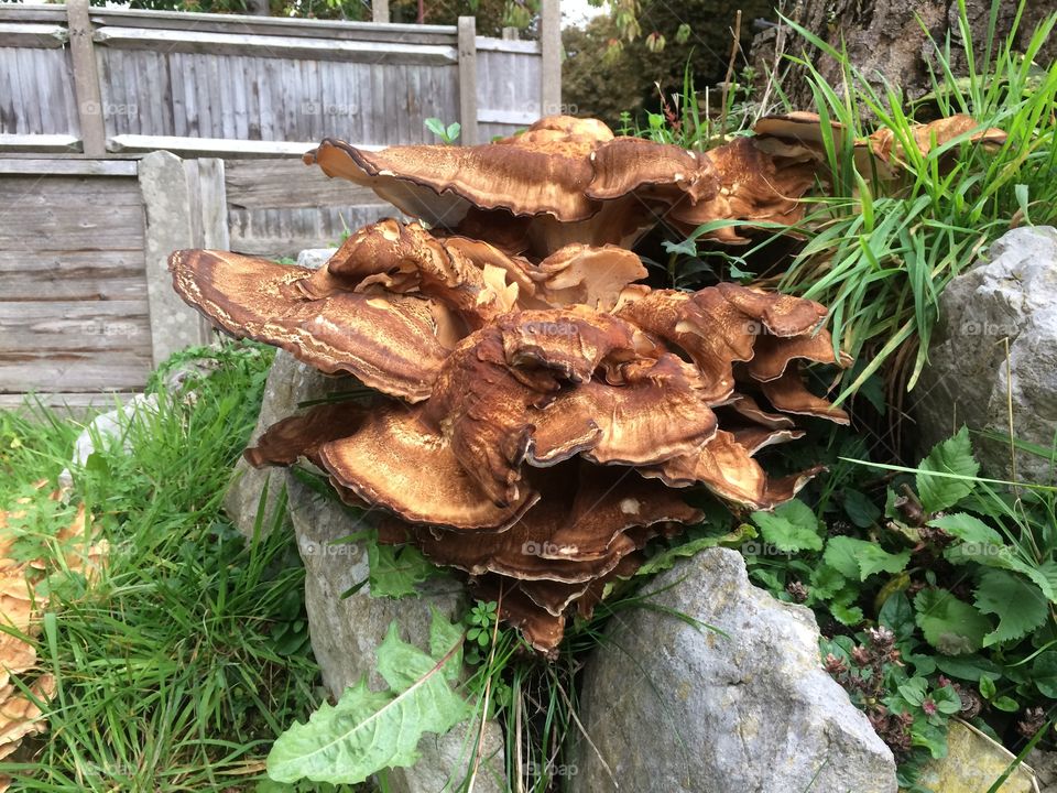 Old Fungi tree stump
