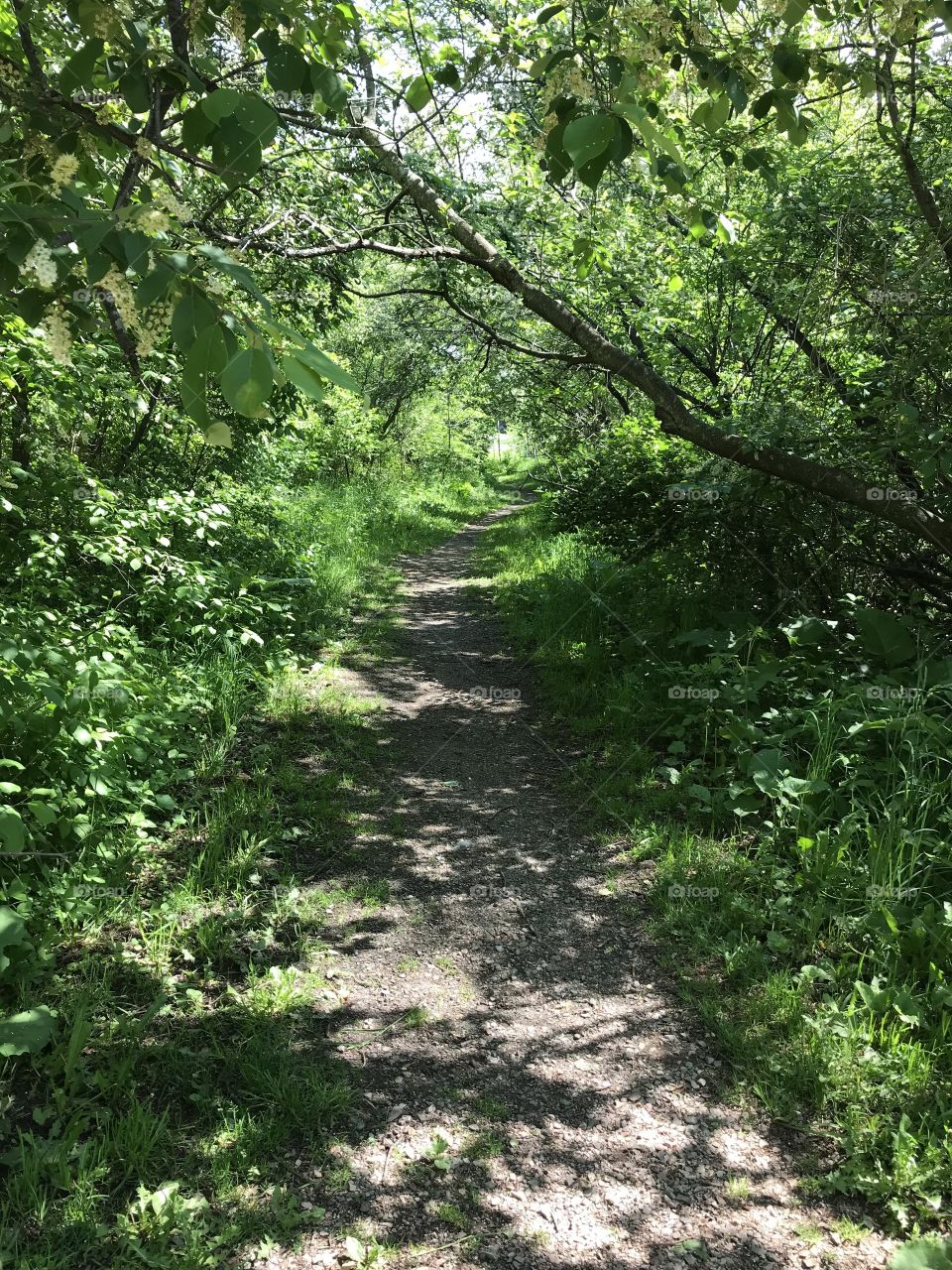 Small trail through shadowing trees