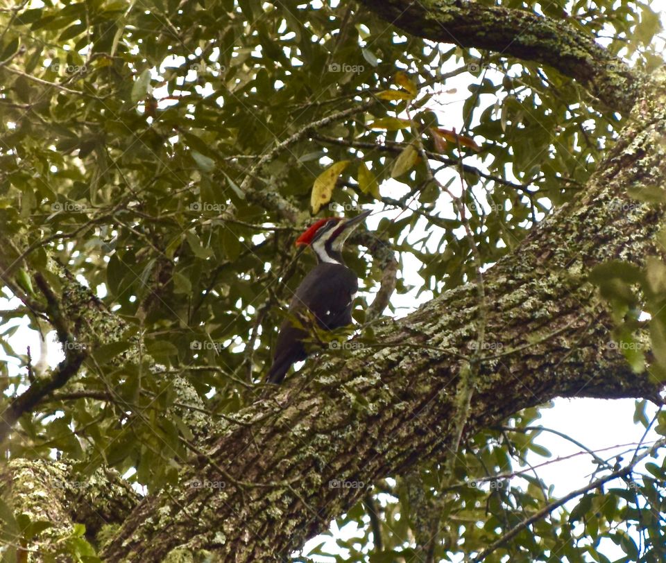 Close-up of bird perching on tree trunk