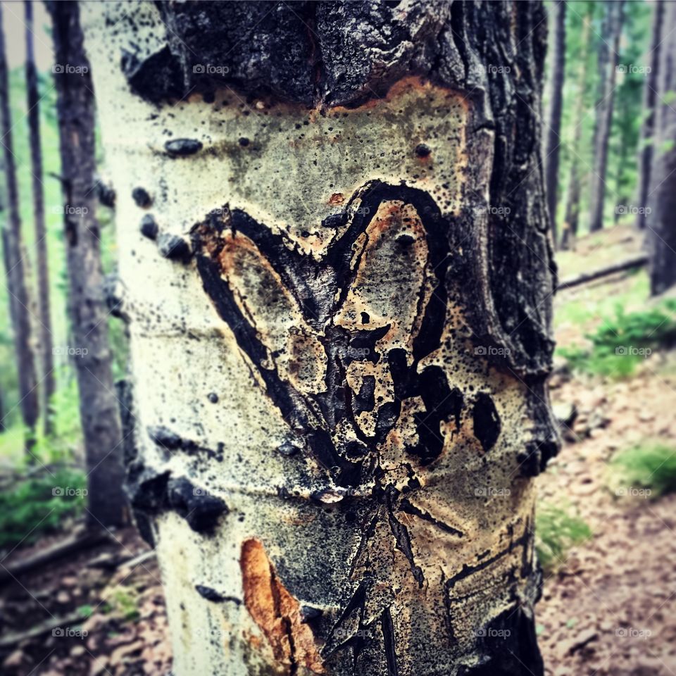 Carving of heart in tree