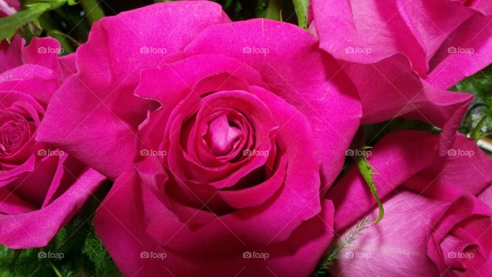 Beautiful Rose