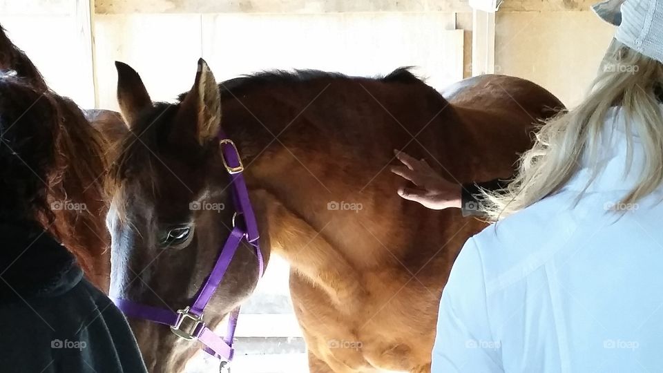 Receiving Equine Acupressure Massage Therapy