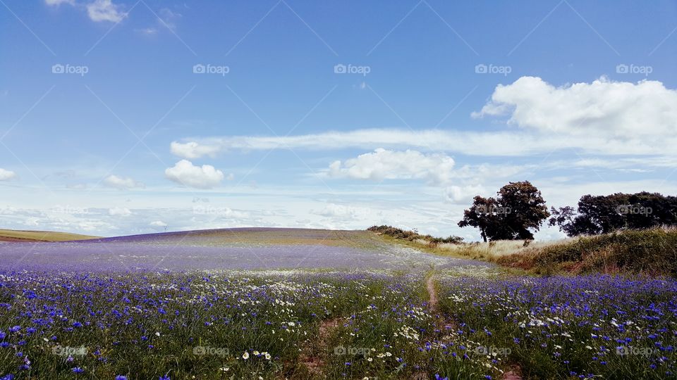 Cornflower and camomile field.