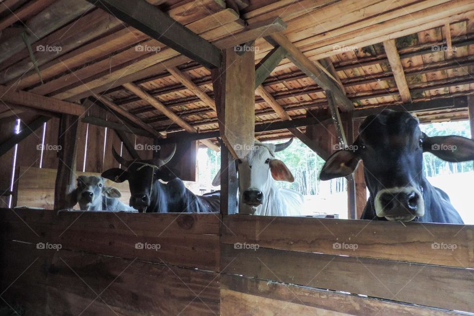 Curious and attentive, waiting for a fruit.