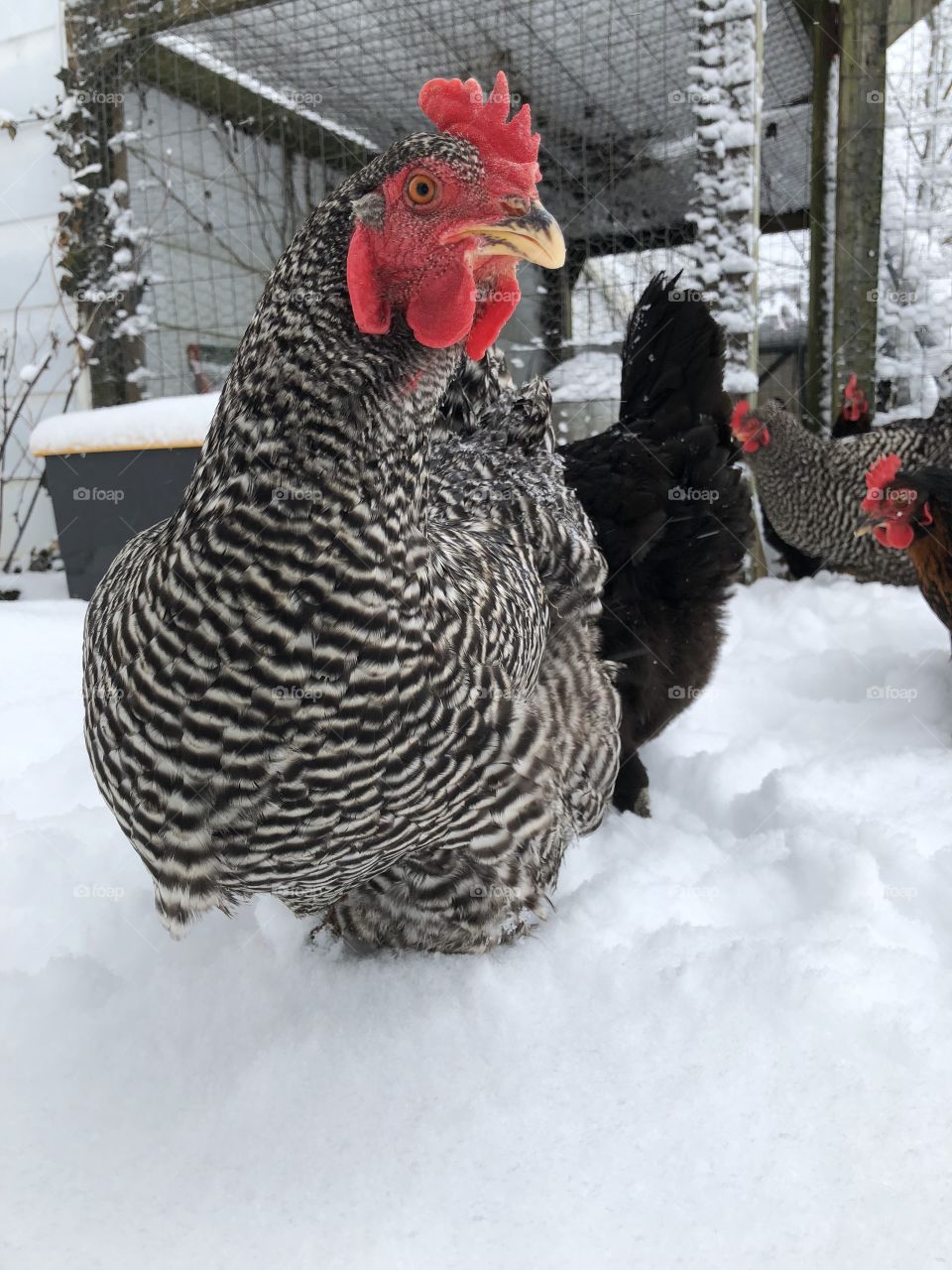 Chicken in winter