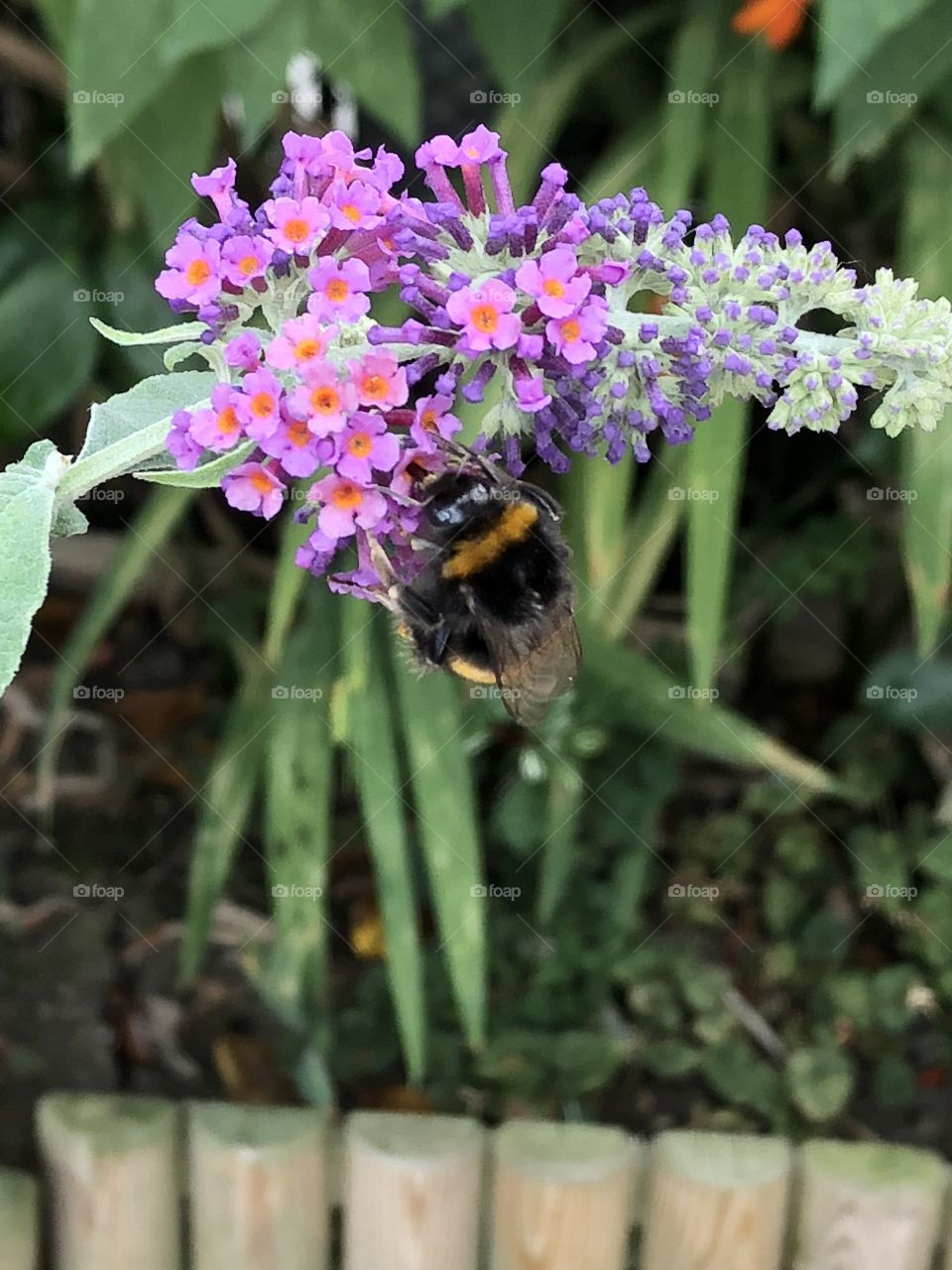 Buddleia a bee heaven 