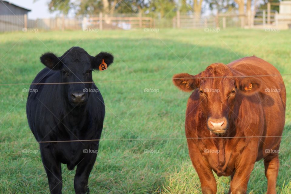 Two steers in a grassy pasture