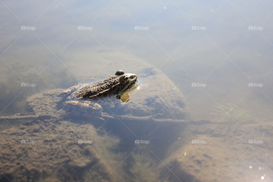 frog in the sun