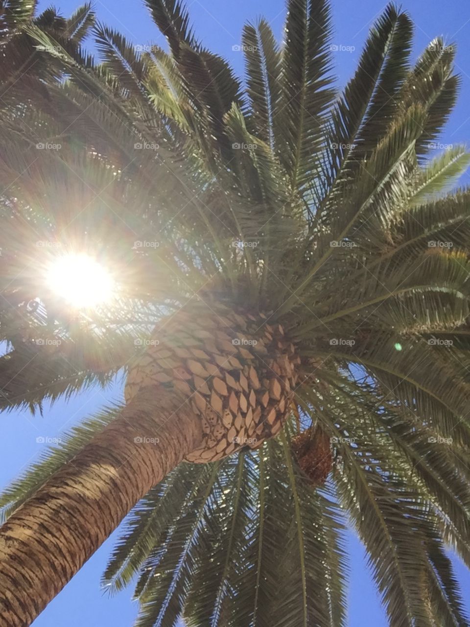 Palm Tree. Picture of a California palm tree 