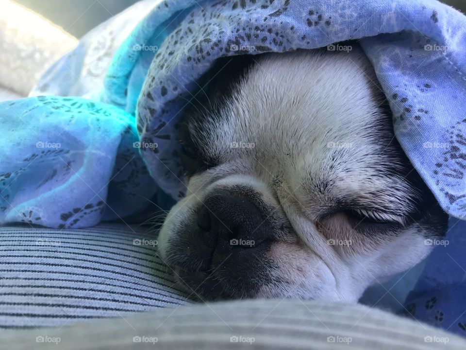 Sweet-natured little black and white Boston Terrier nodding off for a nap. Snuggled in her human’s pale blue paisley shirt, lying on a blue striped dog bed in the blue light reflected through the blue sun umbrella on a beautiful big blue sky day. 