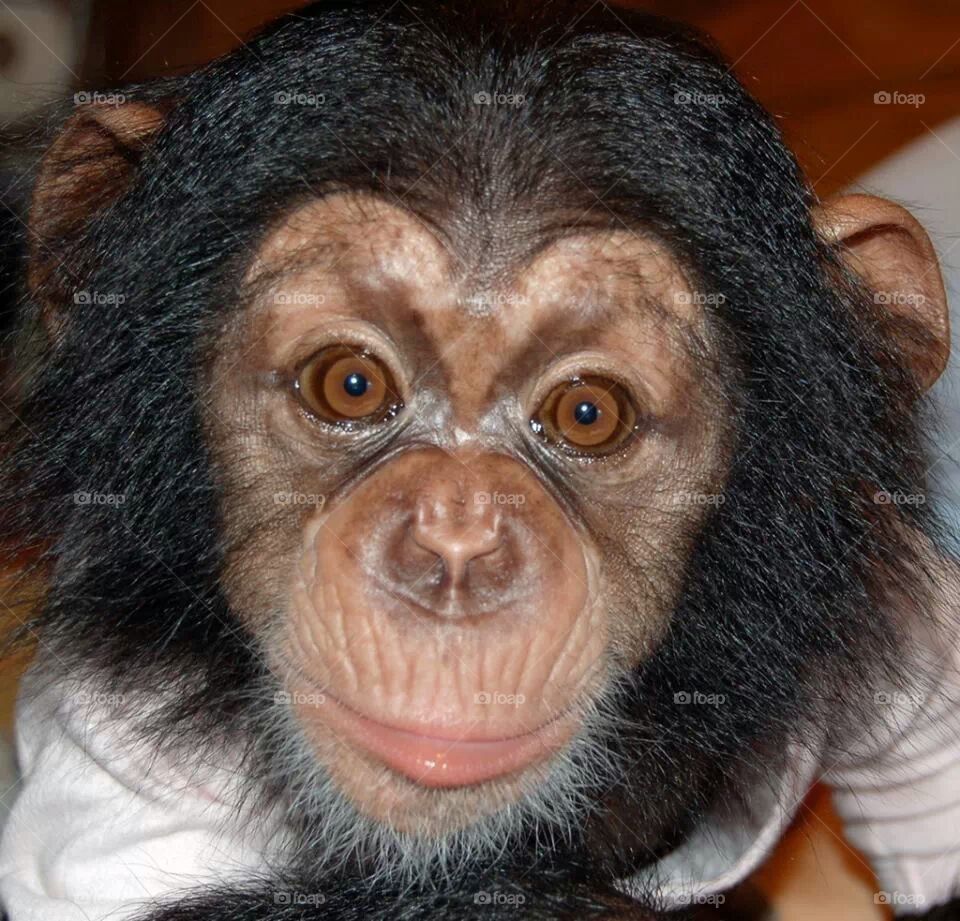 chimp
