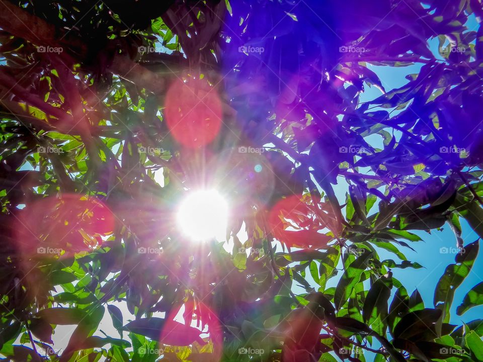 Sunlight coming through trees