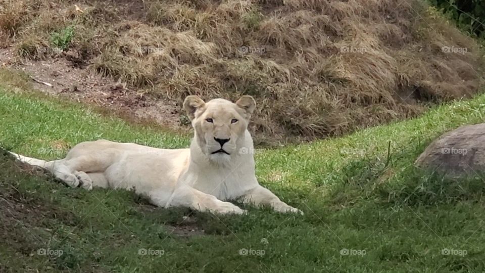 white lion
