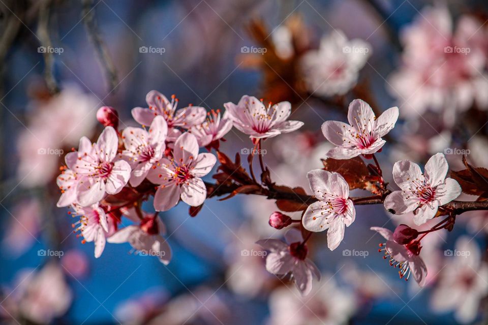 Blooming branch at pink