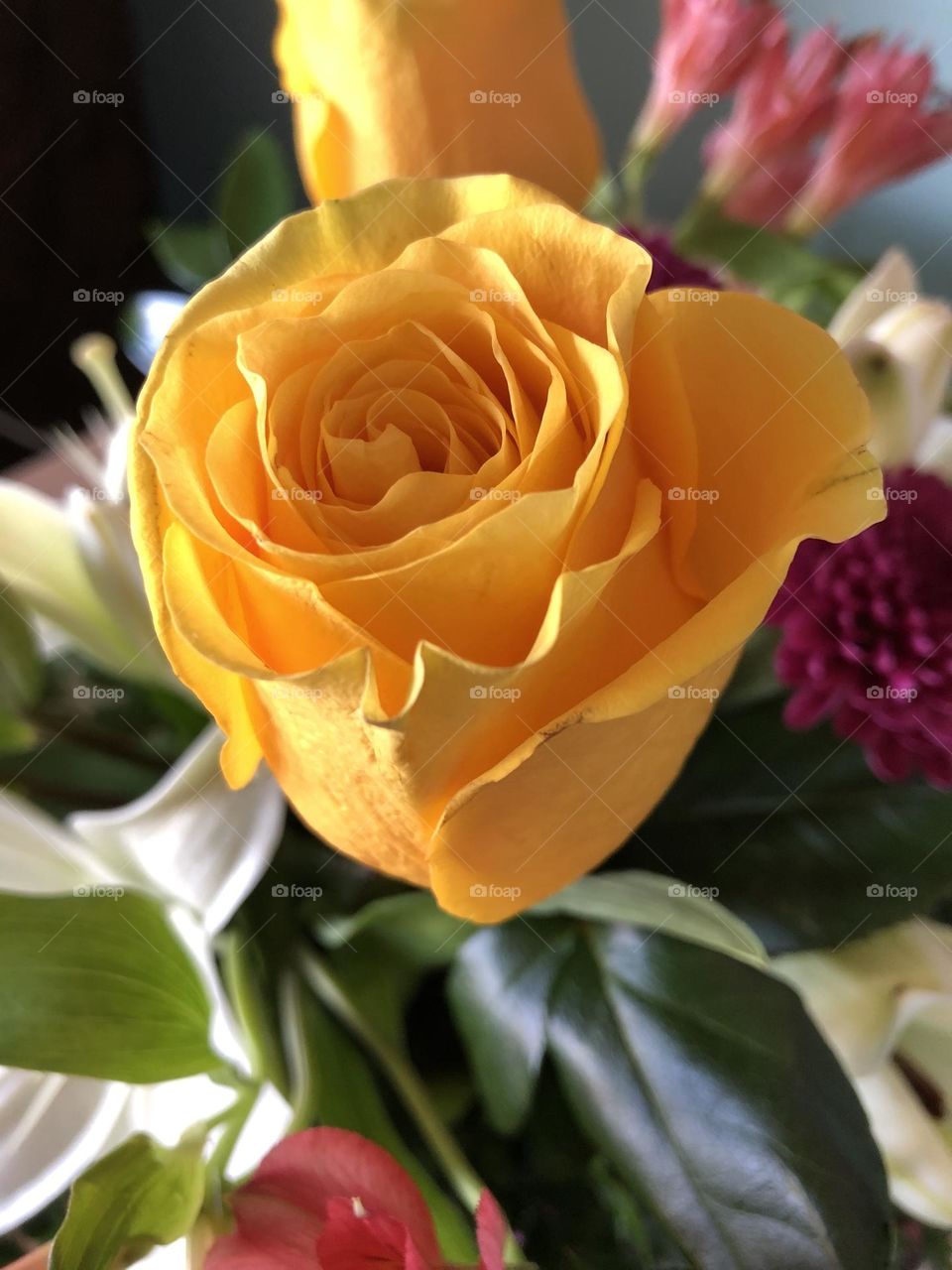 Yellow Rose