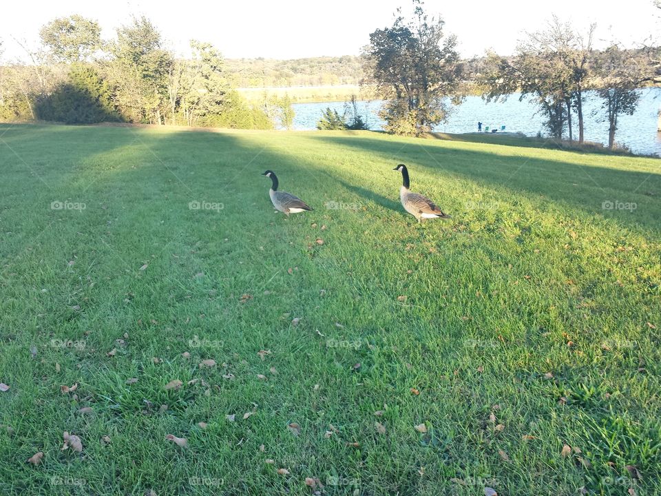 Canadian Geese on the Grass
