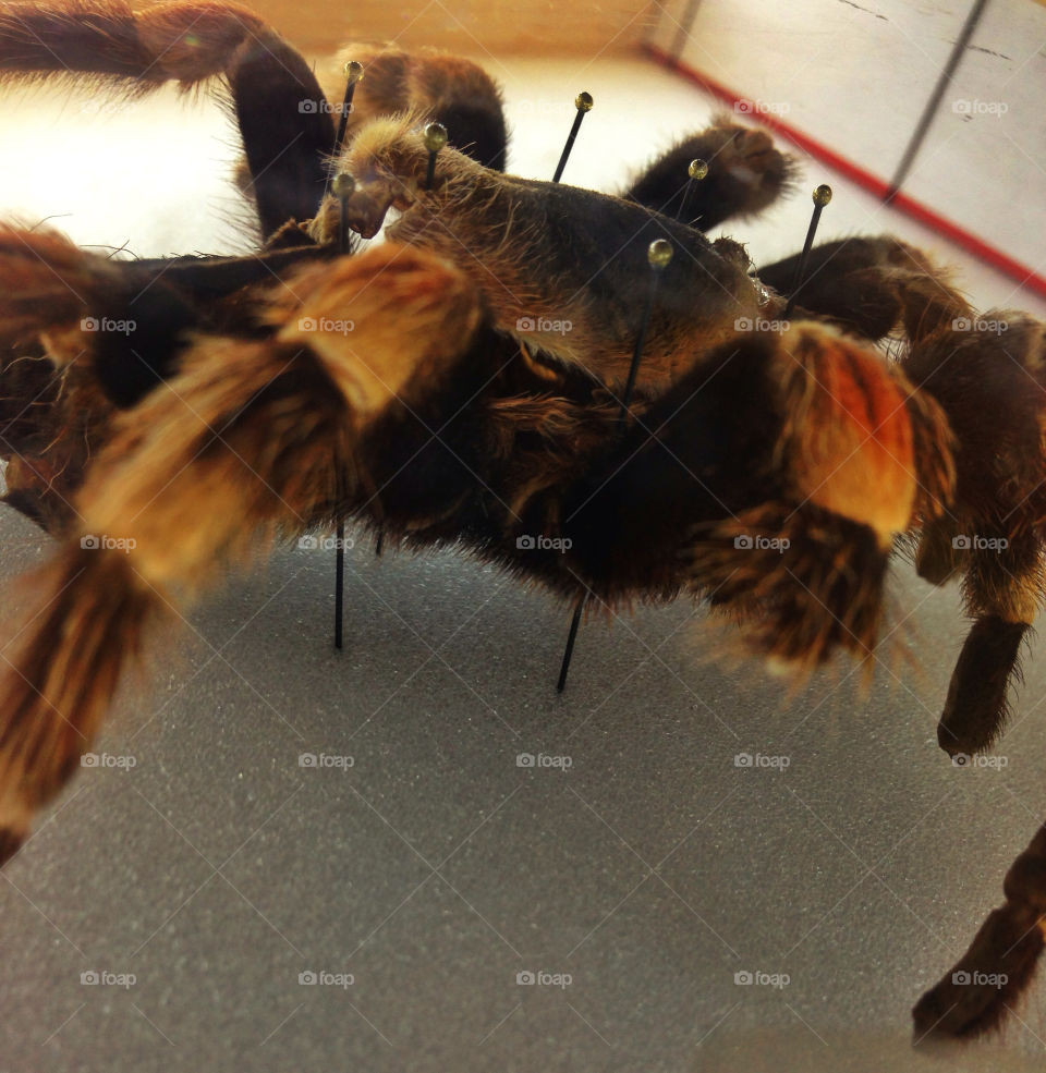 A hairy tarantula