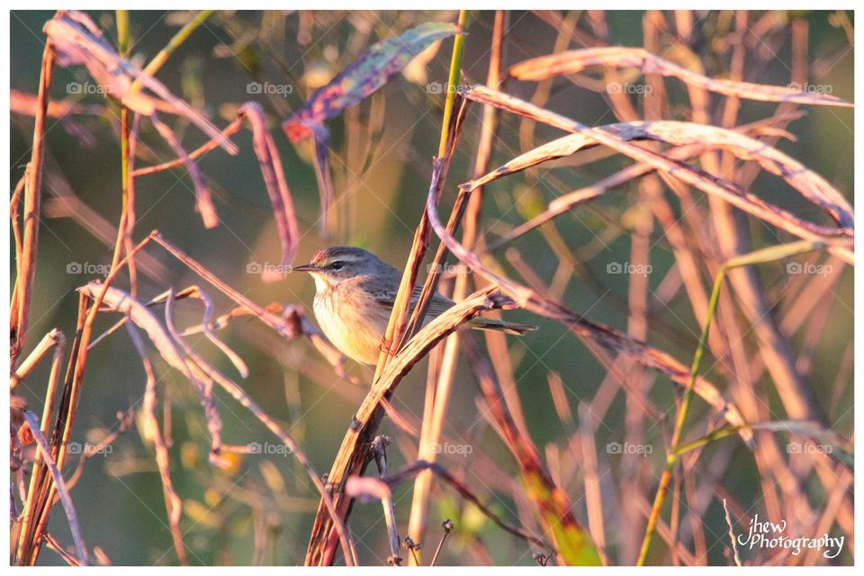 Palm Warbler