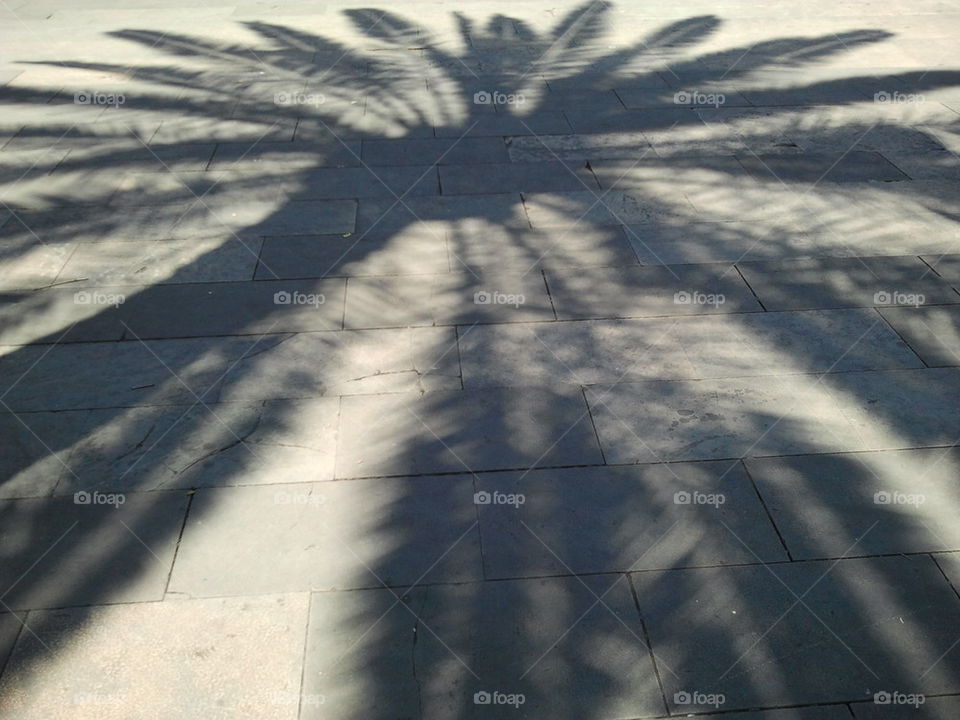 shadow of palm