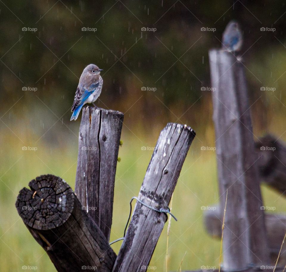 Bluebirds Resting