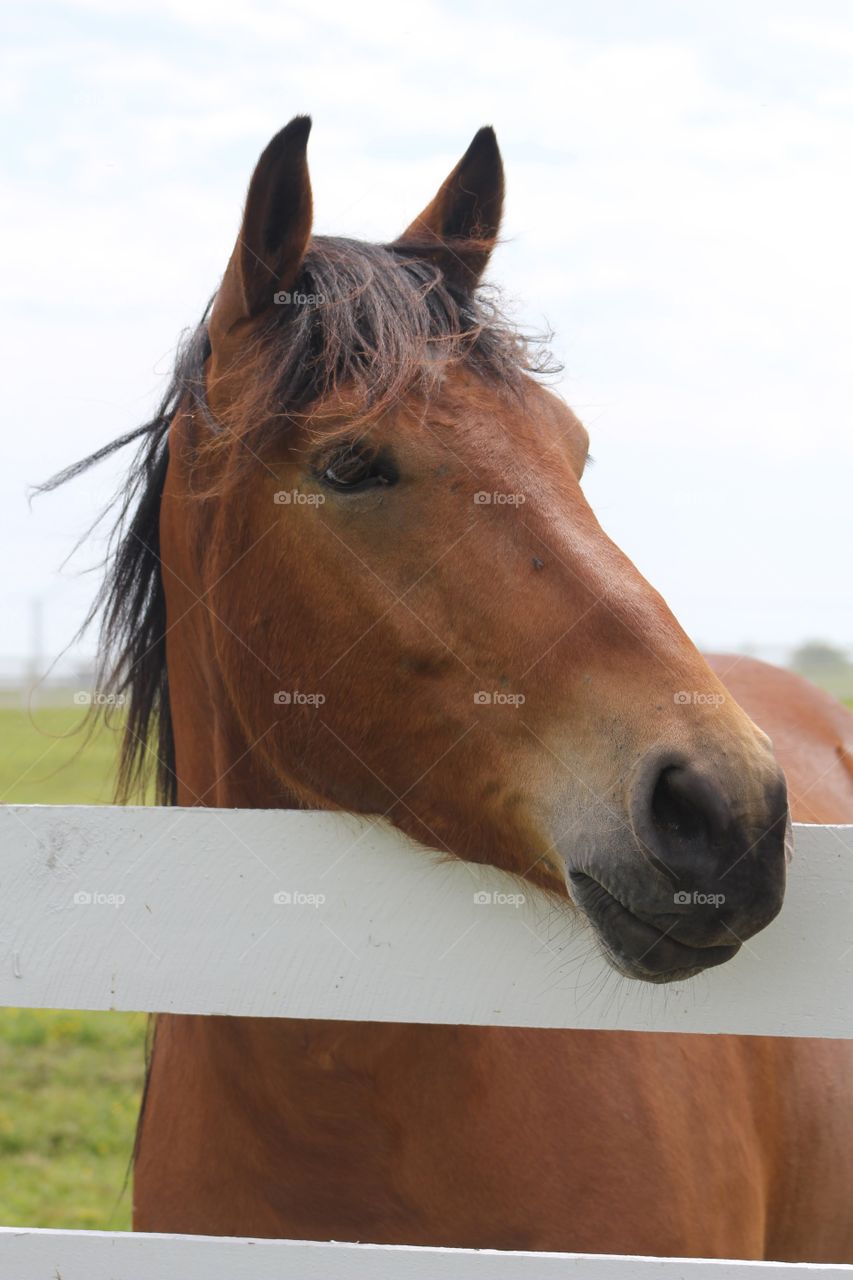Horse waiting for friend 