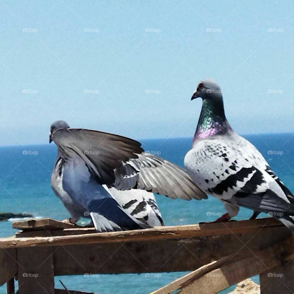 a beautiful pigeons looking at the sea.