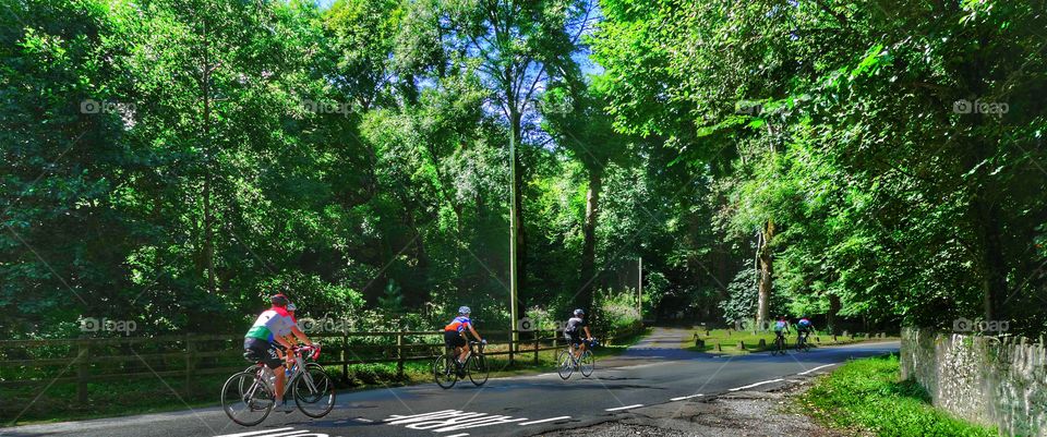 Road, Cyclist, Wheel, Bike, Tree