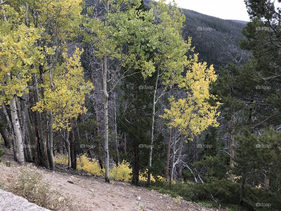 Fall aspen trees 
