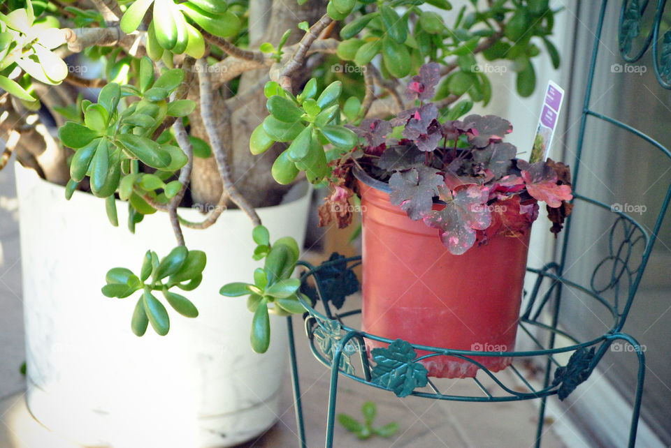 potted plants