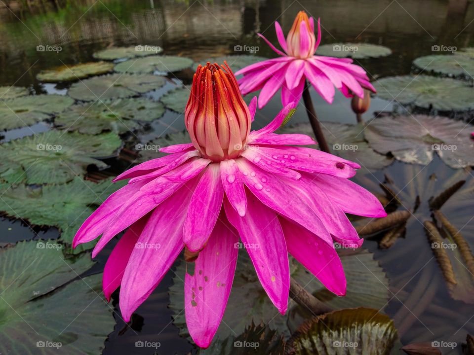 lotus flower in the fish pond