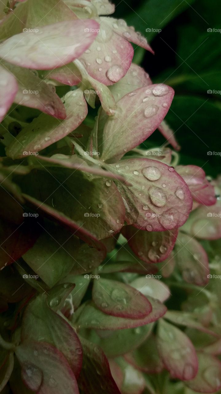 fall flowers scene after rain