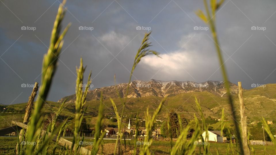 Field, Landscape, Agriculture, Grass, Cereal
