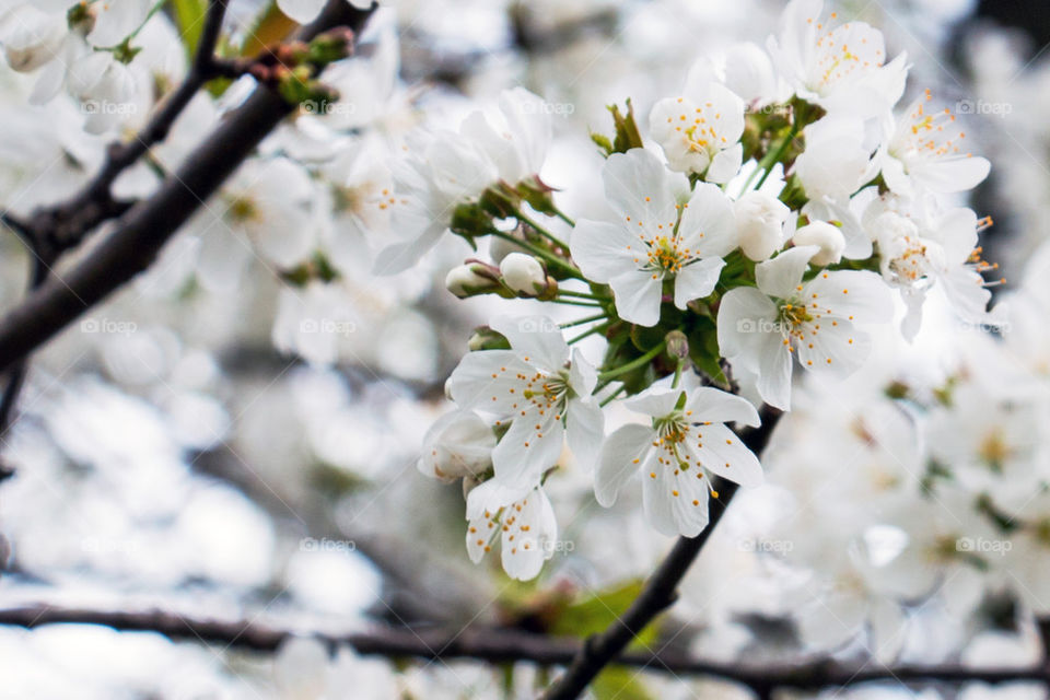 White flowering tree