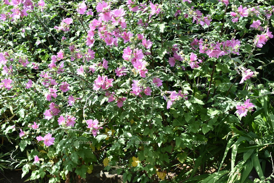 Pink flowers on a sunny day 